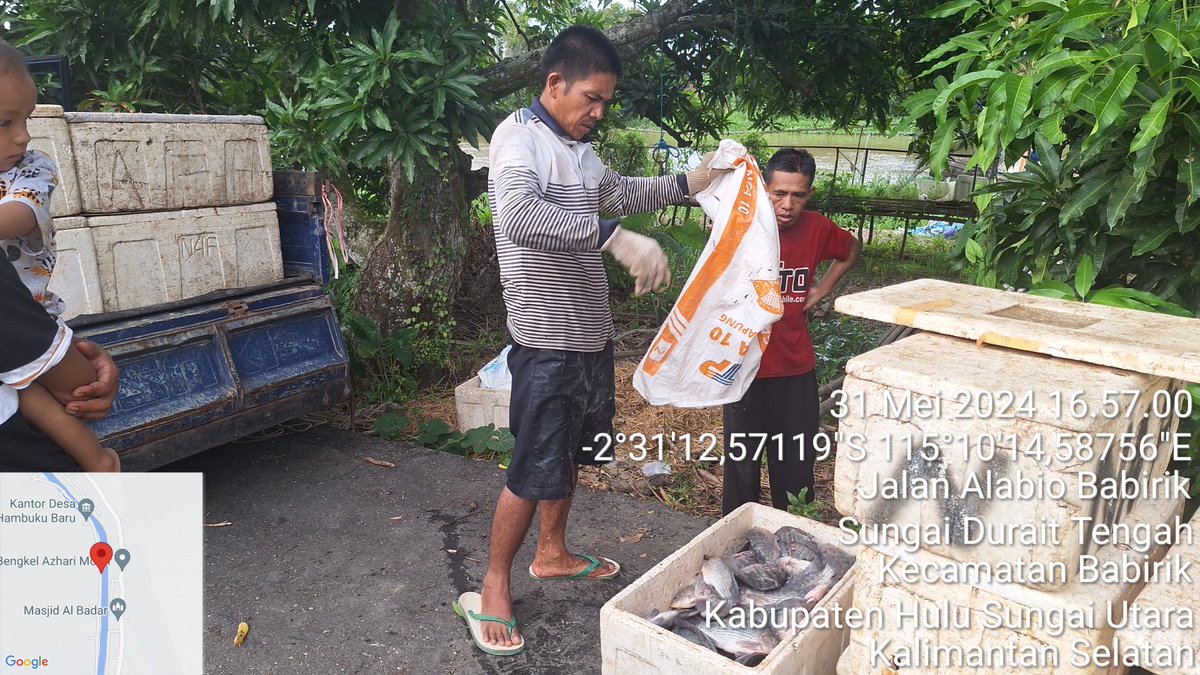 YHerwandy's tweet photo. Jumat (31/05), Yousie Herwandy, S.Pi Luhkan Kab. HSU di Pokdakan Bebarkat Desa Hambuku Baru Kecamatan Babirik An. Ahmad Riyadi, mendampingi Panen Ikan Nila di Keramba, sebanyak 195 Kg, bobot panen rerata 300 gr/ekor, harga Rp31.000/kg
#GiatLuhkanSatminkalBWI
#HuluSU
#panen https://t.co/nj3sudNuxZ