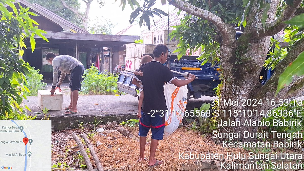 YHerwandy's tweet photo. Jumat (31/05), Yousie Herwandy, S.Pi Luhkan Kab. HSU di Pokdakan Bebarkat Desa Hambuku Baru Kecamatan Babirik An. Ahmad Riyadi, mendampingi Panen Ikan Nila di Keramba, sebanyak 195 Kg, bobot panen rerata 300 gr/ekor, harga Rp31.000/kg
#GiatLuhkanSatminkalBWI
#HuluSU
#panen https://t.co/nj3sudNuxZ