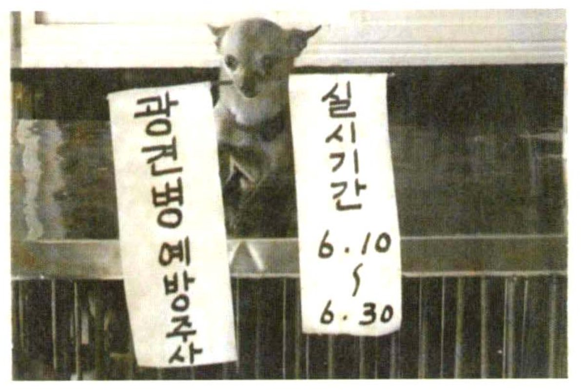save_parasites's tweet photo. 검역원 100년사에 실린 광견병 예방주사 사진(80년대?). 모델 선정과 구도가 완벽. https://t.co/BLx6V9ZN9L