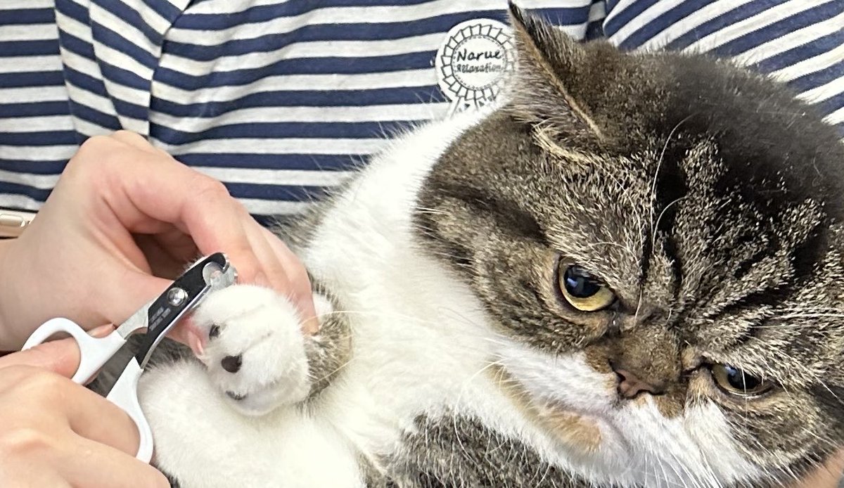 5_vst's tweet photo. 爪切りを我慢できる立派な猫であると自負しております。
（ウェボで気にかけてくれてありがとうございます！優し！仕事がヤベーっす！） https://t.co/fPoRNMwGpt