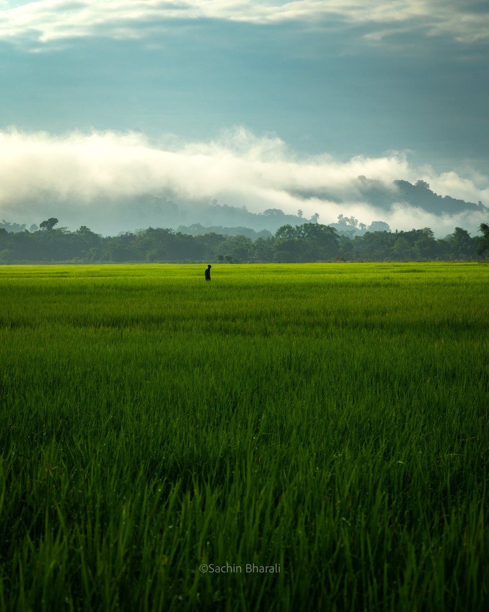 SachinBharali2's tweet image. Stories from the Paddy Fields of Assam

#paddyfields #assam #landscape #sachinbharali