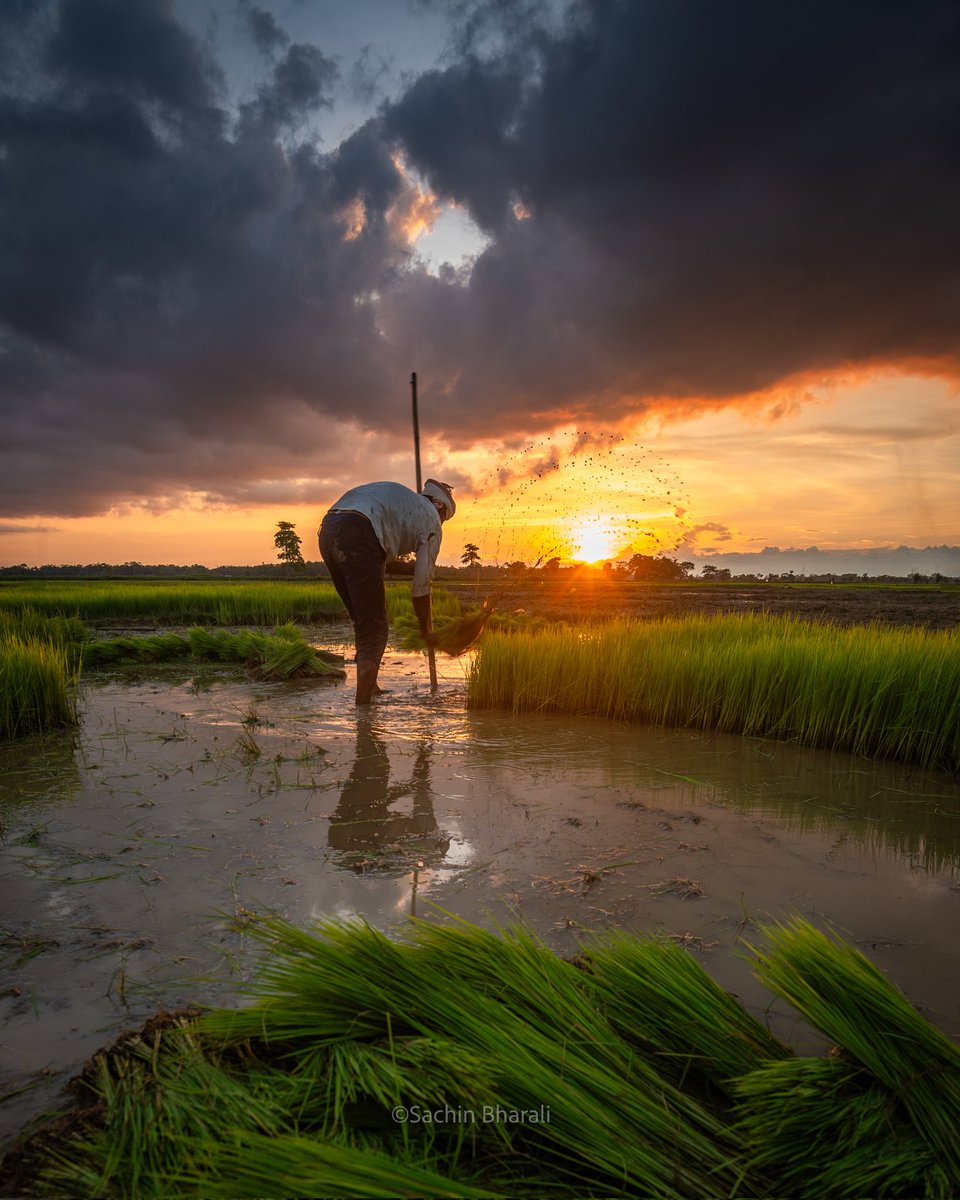 SachinBharali2's tweet image. Stories from the Paddy Fields of Assam

#paddyfields #assam #landscape #sachinbharali