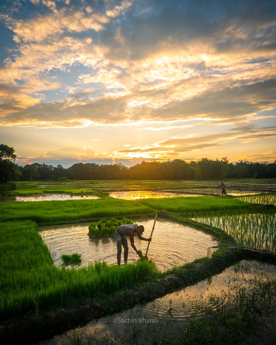 SachinBharali2's tweet image. Stories from the Paddy Fields of Assam

#paddyfields #assam #landscape #sachinbharali