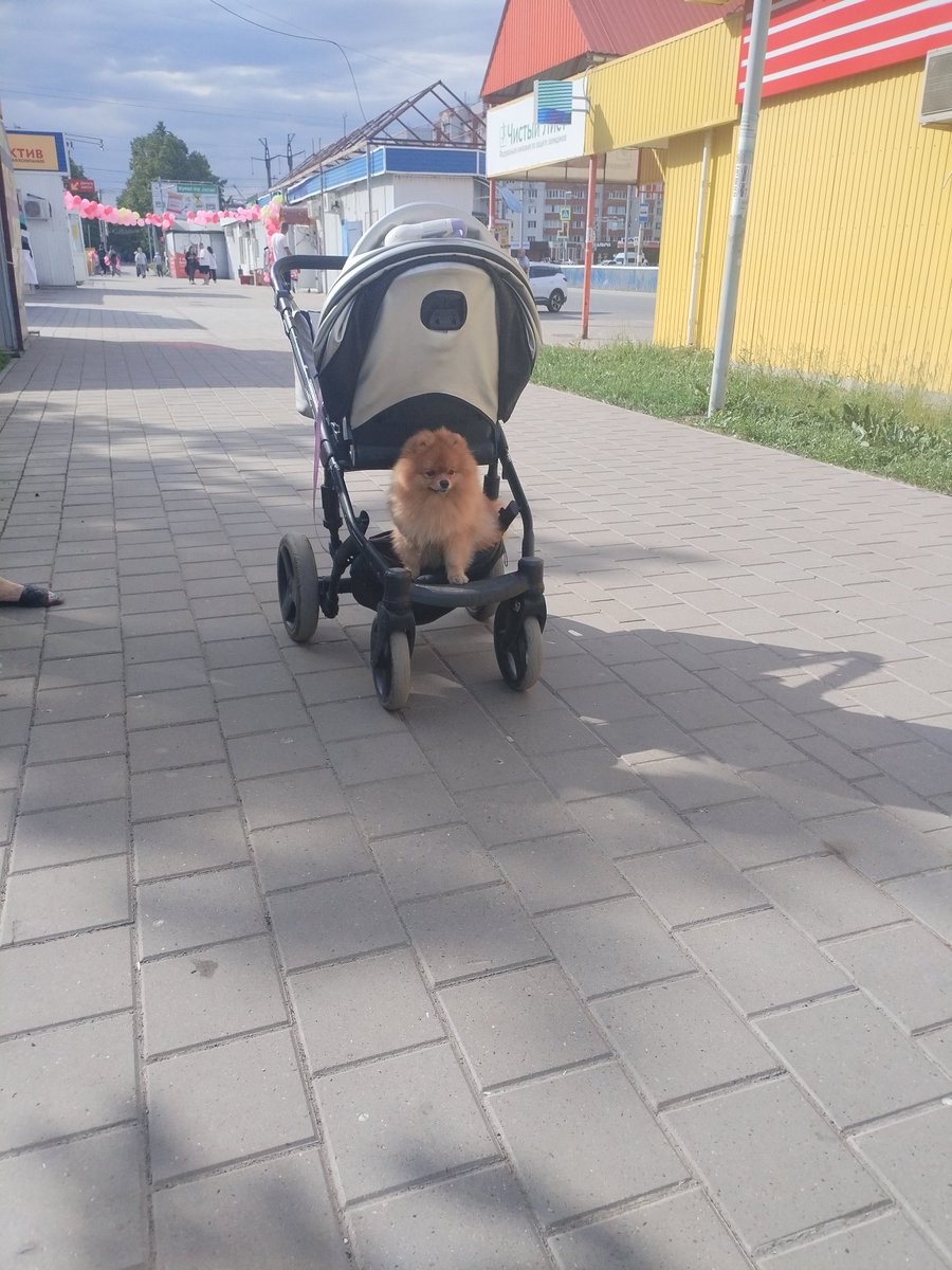 Бодрое утро страна! По дороге попался🤣
