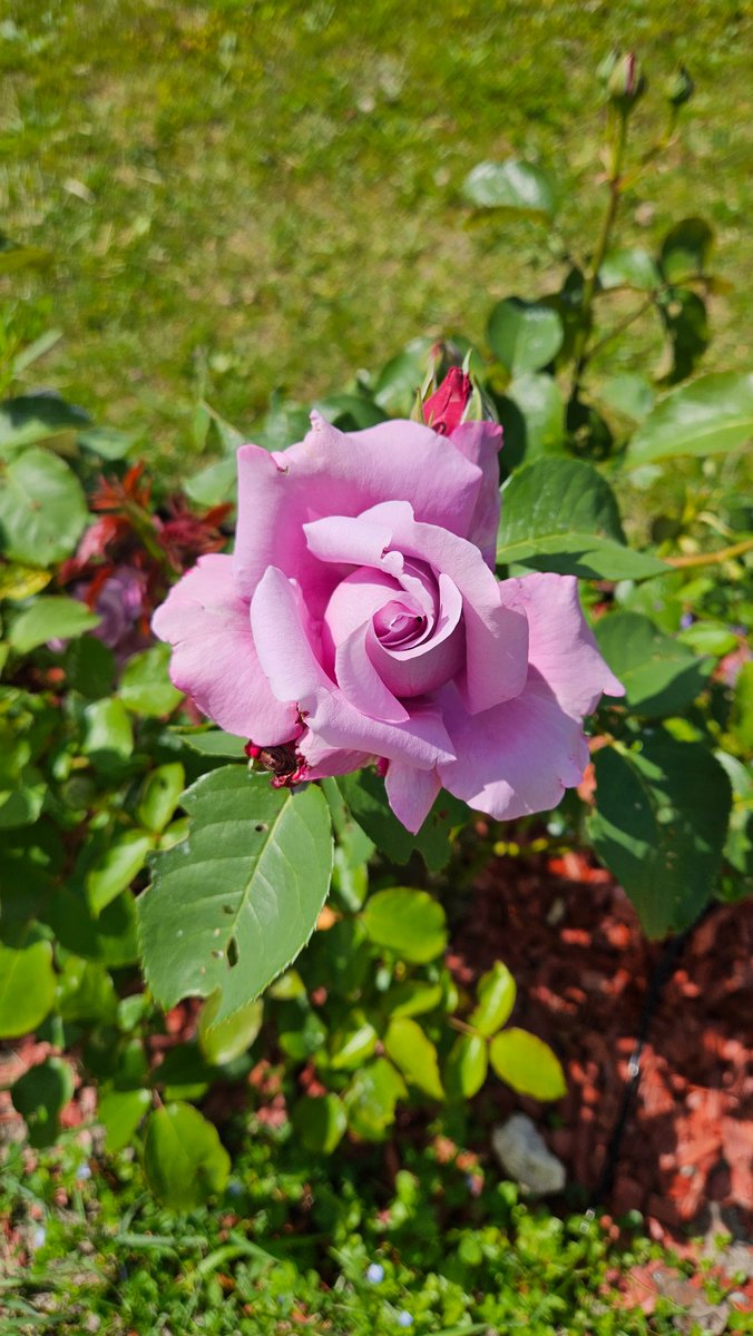 Good morning! I hope that your week is off to a good start.