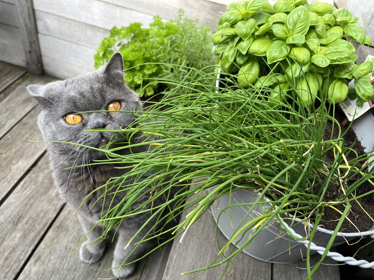 Balou is ook Groen aan het oppeuzelen 🐈‍⬛
