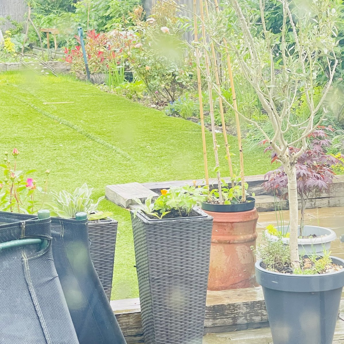 NinnyCat's tweet photo. Morning pals! Can you find me? 
Wet and dull Monday morning so I'm on a mini hedge watch, this Photinia 'pink marble'  is my new favourite place to hide n hunt. I nearly caught a blackbird! But let it go on its way for fun of course 😹😼 #Catting #Tabby #Hedgewatch #MumsHome https://t.co/KrKZOPJx8E