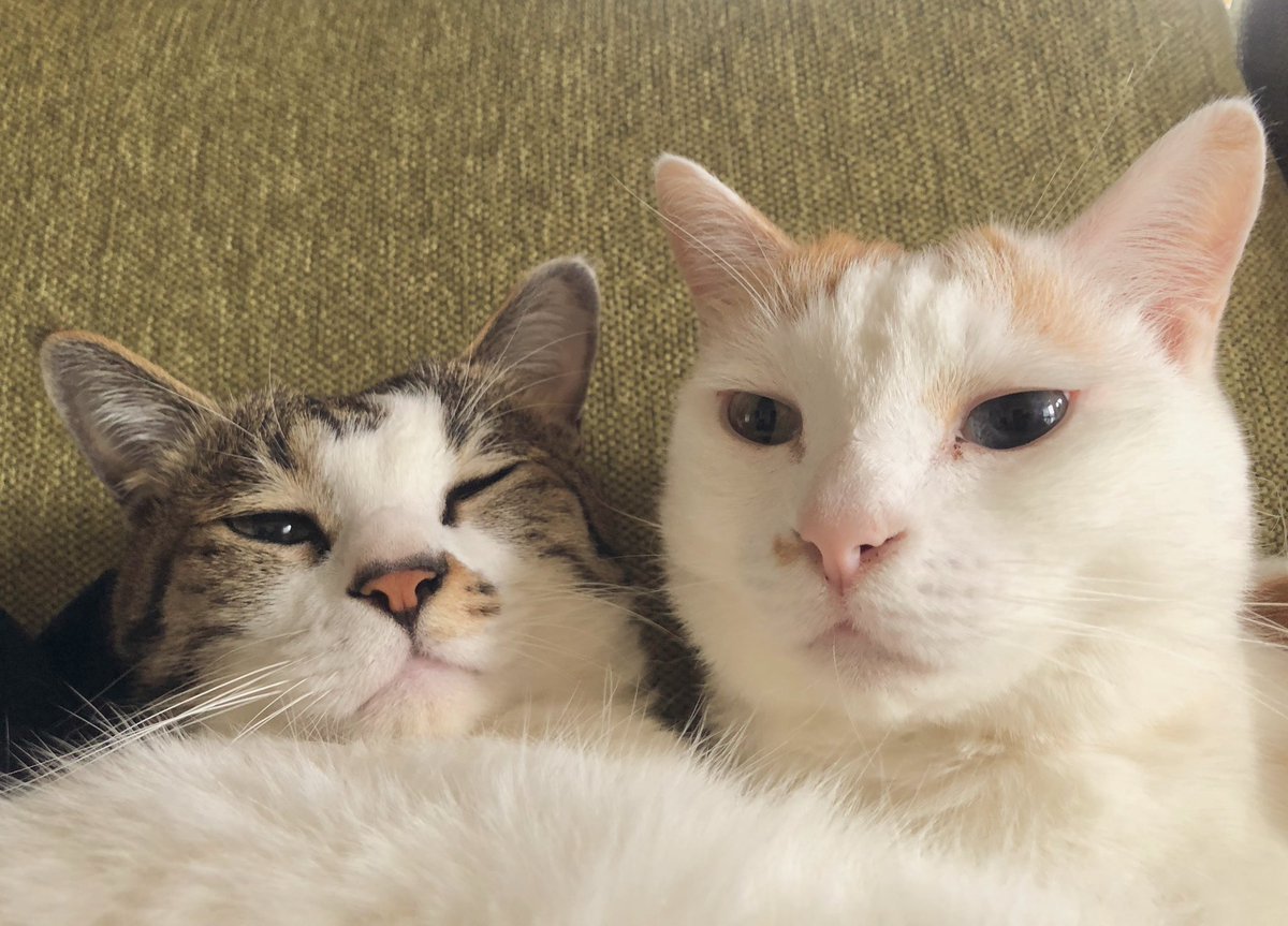 子猫育て①②│フェリシモ猫部 https://t.co/SutYgx9QHe 