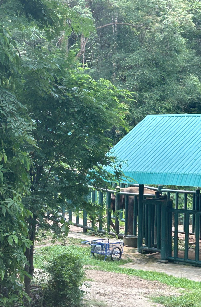 SoraidaSalwala's tweet photo. พลายโบโบ้/Bobo @FAEeleHosp
ตกมันมาตั้งแต่ 28 มีนาคม 2567 ค่ะ
#ตกมัน #musth https://t.co/EPhJH1AHRl