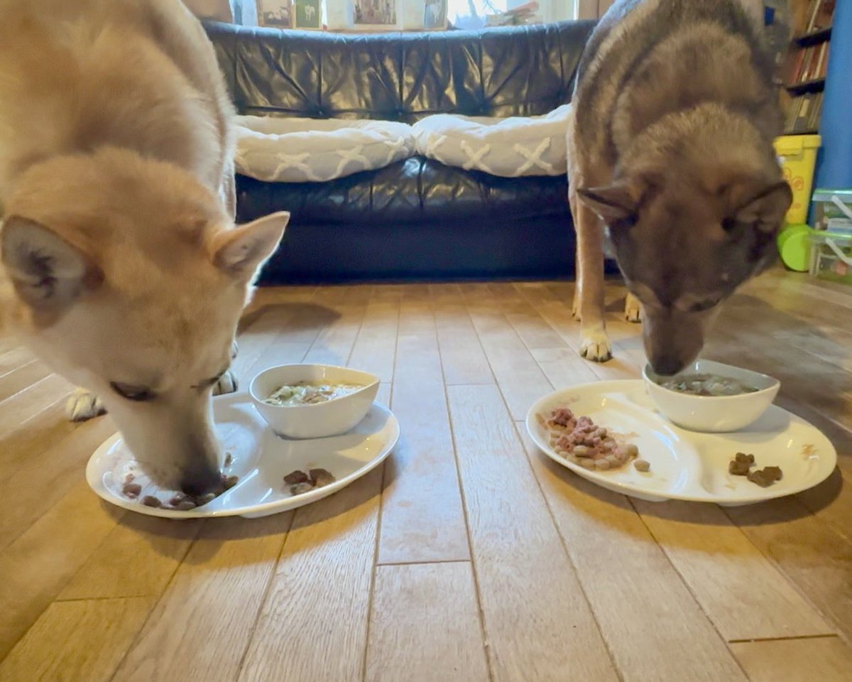 aquawan01's tweet photo. 今回のレシピは水分多めだったからか、すごくおいしそうに食べてて良かった。
お気に入りのドッグフードも添えて、手作り食と交互に食べられるようにした。
多めに作って、冷凍してキューブにしたのでまた食べてもらおう。
#犬のさしすせそ #dconedish https://t.co/yNSamn9qtk