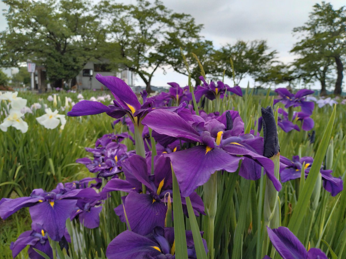 瓢湖のあやめ祭りに行ってきました。
あいにくの曇り空でしたが、あやめの花って色が濃いので曇り空でも映えますね📷
＃阿賀野市
＃瓢湖
＃あやめ祭り