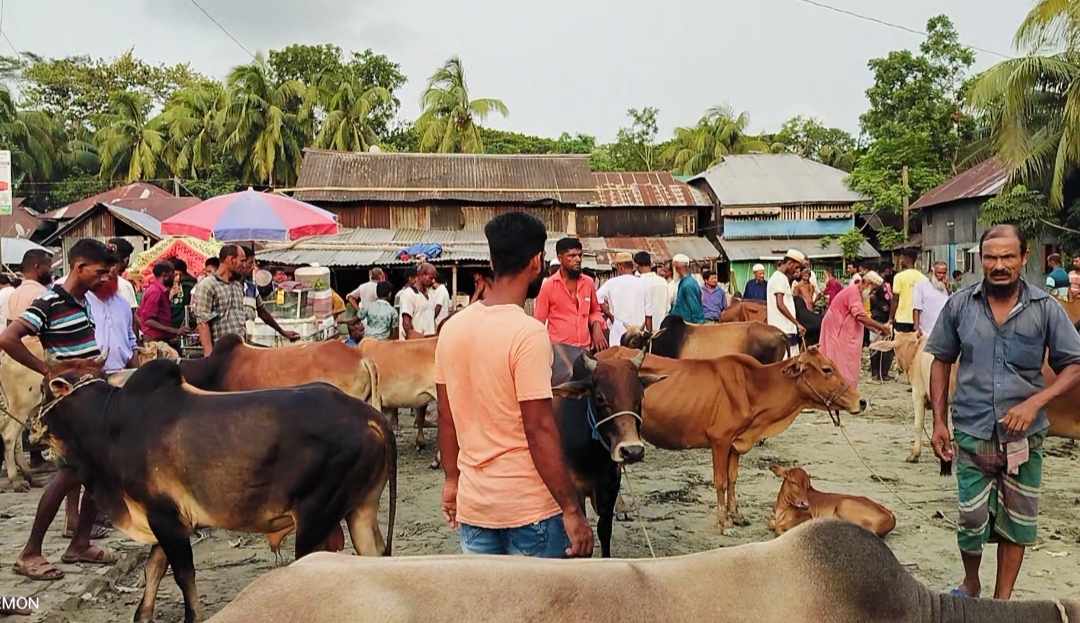 জমে উঠেছে বরগুনায় কোরবানির পশুর হাট
