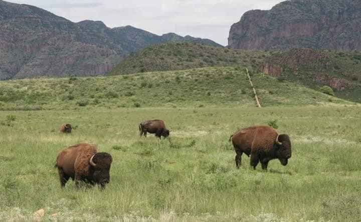 iTenienteDan's tweet photo. No es North Dakota, No es Yellowstone, No es USA.  
Es la Reserva de la biosfera Janos de Chihuahua en México. https://t.co/l1KGcbOOjI