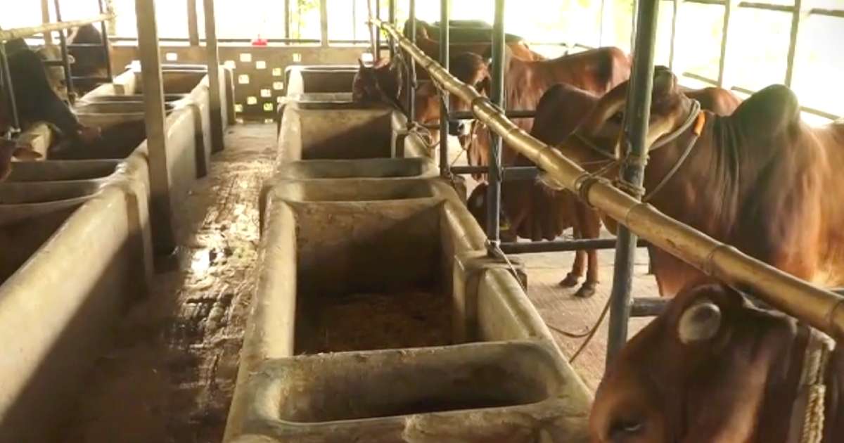 ইদকে সামনে রেখে গরু-ছাগল লালন-পালনে ব্যস্ত সময় পার করছেন খামারিরা