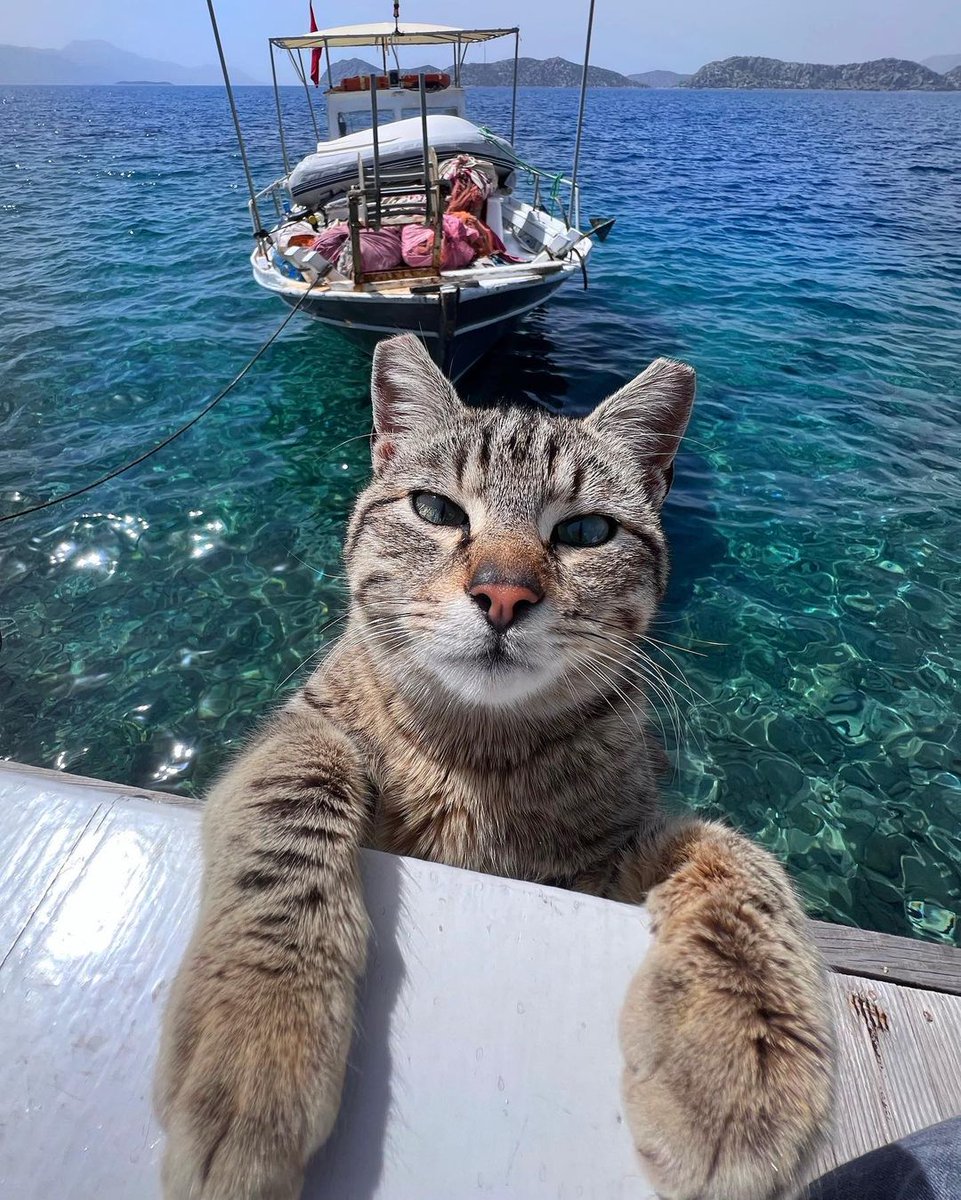 Günaydın Marmaris☀️

Hava çok sıcak, kapınızın önüne bir kap su, bir kap mama bırakırsınız değil mi?🥰

📸 @gezerkenogrenen
📍 Söğüt

#yaz #marmaris #kedi