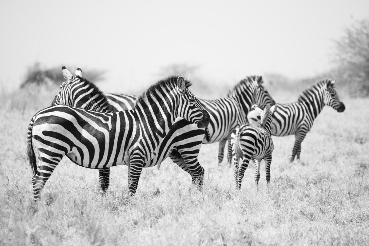 Happy Monday Beautiful People 😊

The stripes of these beautiful zebras remind me that even in the dark times, there is always light and laughter waiting to shine through.

Be like a Zebra!!!
📷 <a href="/Koraimage/">Abate Damte</a>