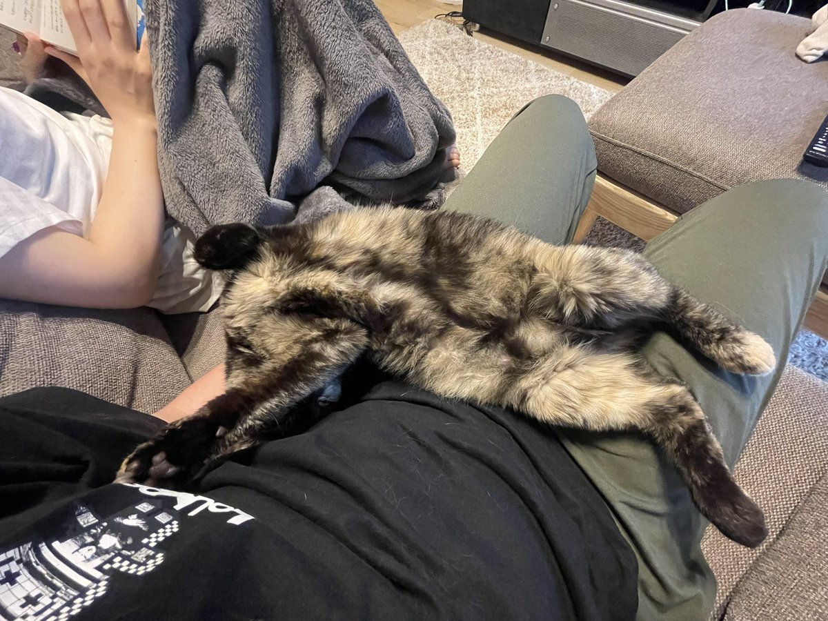e_qwtg's tweet photo. あんたほんまに猫？？ https://t.co/7yS0b7OPQs