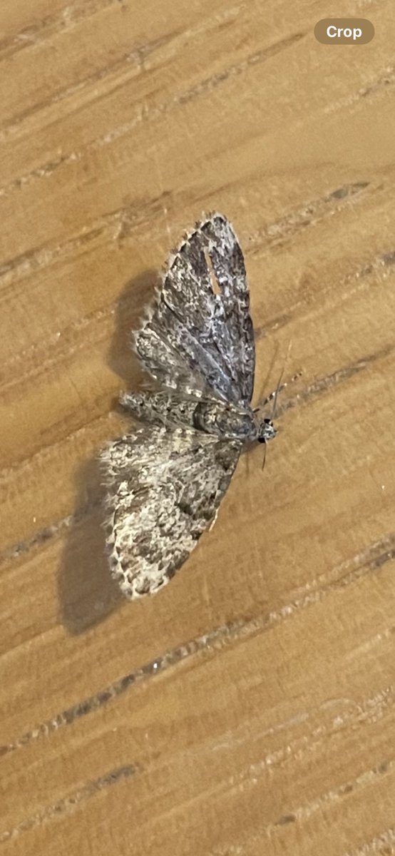 Not the most exciting moth to hit a milestone but this Dwarf Pug is my 600th Wiltshire moth 😎