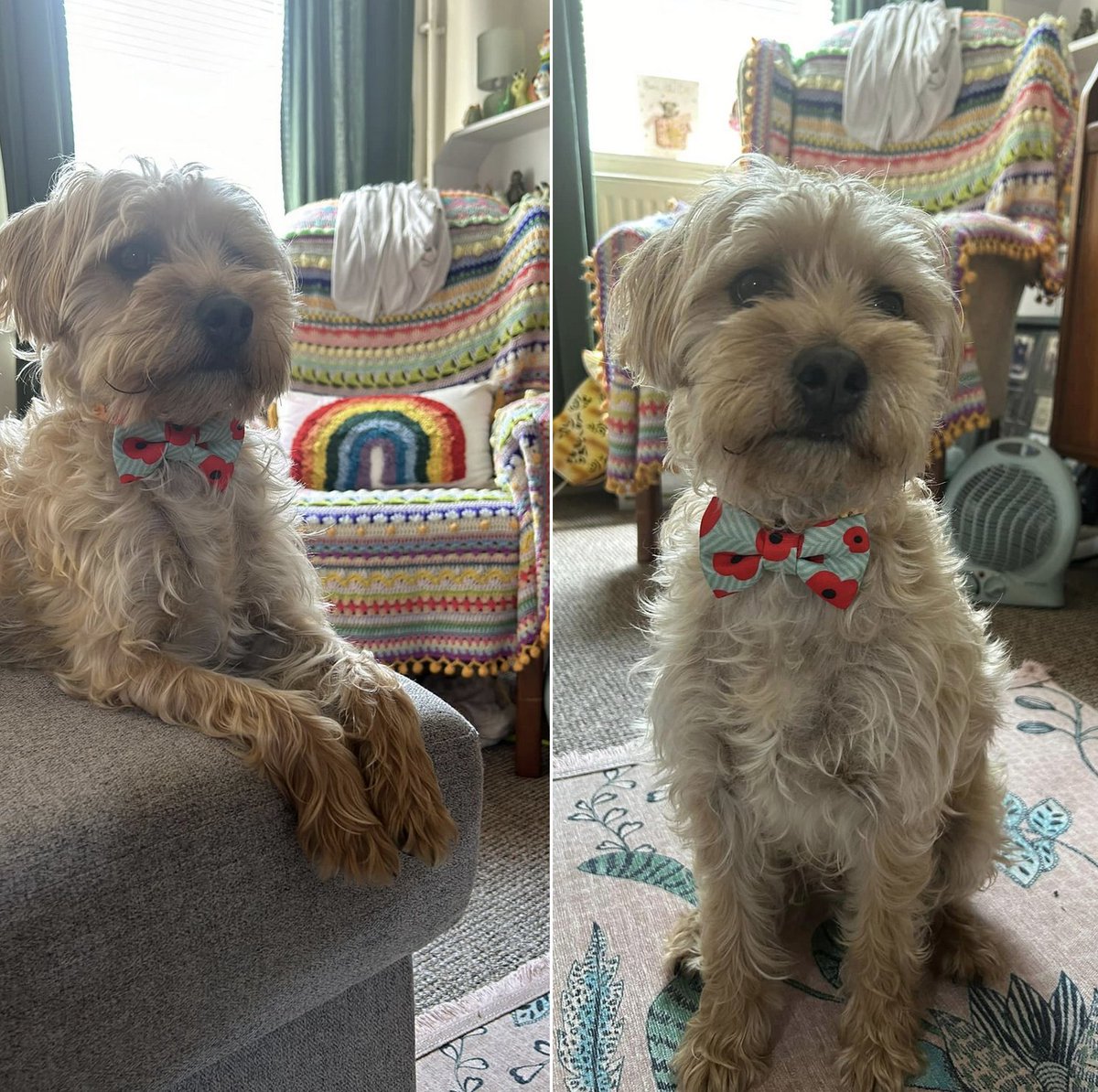 moon_stitches24's tweet photo. Good morning, everyone, how was your weekend?

Reggie was sporting a poppy bow tie in honour of D-Day!

It's another new week some more new slow stitching to be done!  🧵🧵🧵

#EarlyBiz #slowstitch #handmande https://t.co/H2DcmU11wb