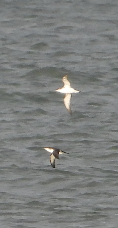 Andy Hill (@sheffandy) on Twitter photo Great to see Manx Shearwaters heading North past Sandy Beaches, Kilnsea last night <a href="/spurnbirdobs/">Spurn Bird Observatory</a> Great to see Manx Shearwaters heading North past Sandy Beaches, Kilnsea last night <a href="/spurnbirdobs/">Spurn Bird Observatory</a>