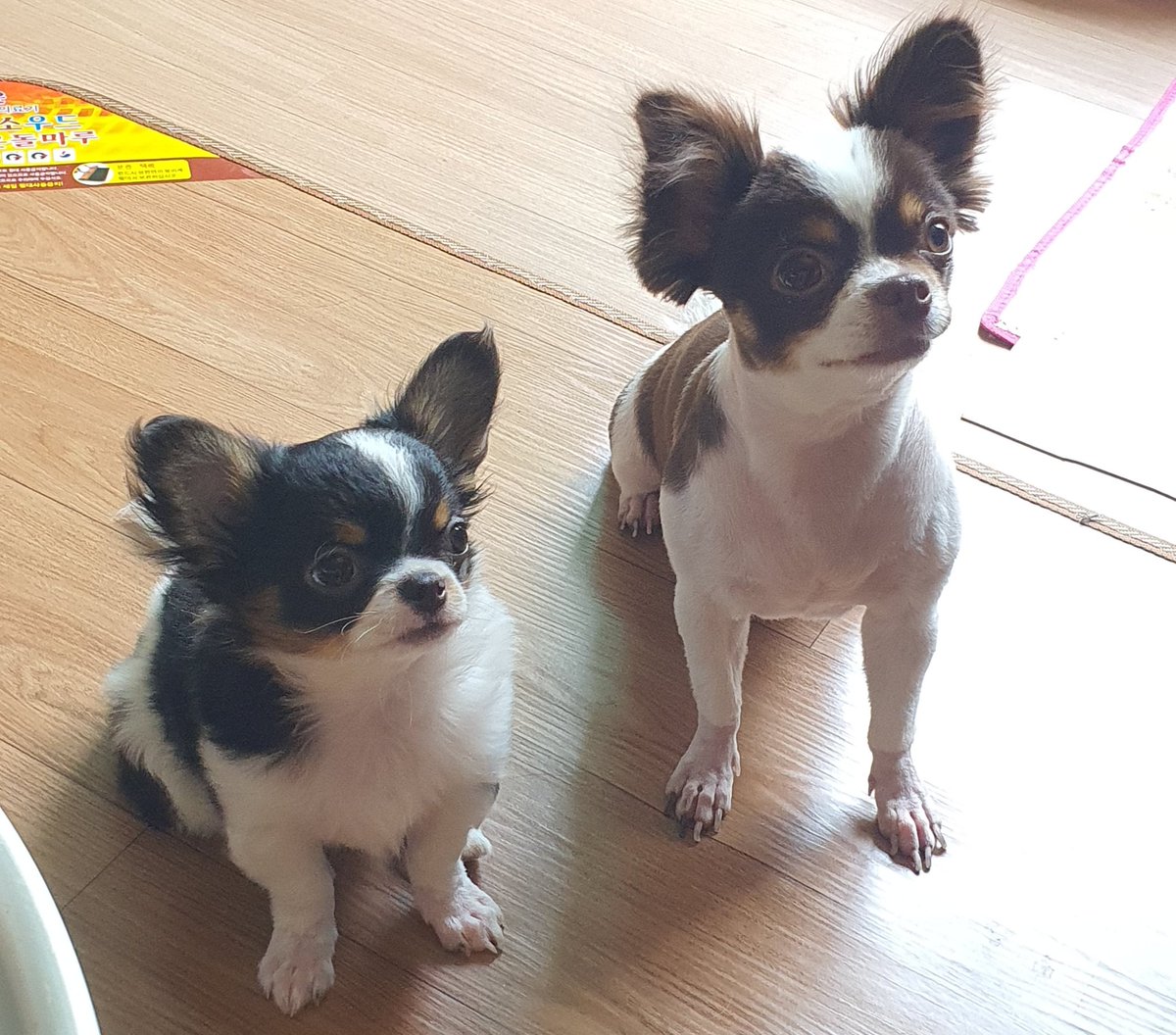 2inprisa's tweet photo. 하다못해 강아지도 서로 닮는다 https://t.co/ngevJQxKAE