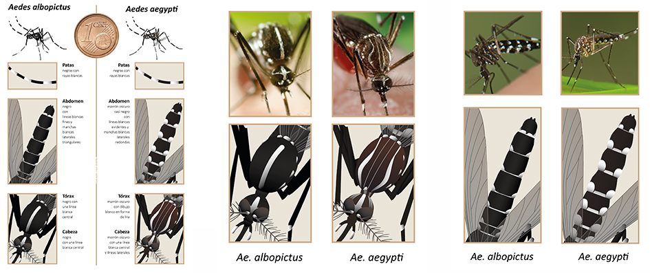 EntomoDaily's tweet photo. Con el calor y la humedad, llegan los #mosquitos 🦟 y sus picaduras. Además de molestos, muchos son vectores de enfermedades víricas como el dengue, el zika, la fiebre amarilla o el chikungunya (Aedes spp. 📸), o parasitarias como la malaria (Anopheles spp.).

Para combatirlos... https://t.co/uyKEqzfBBp