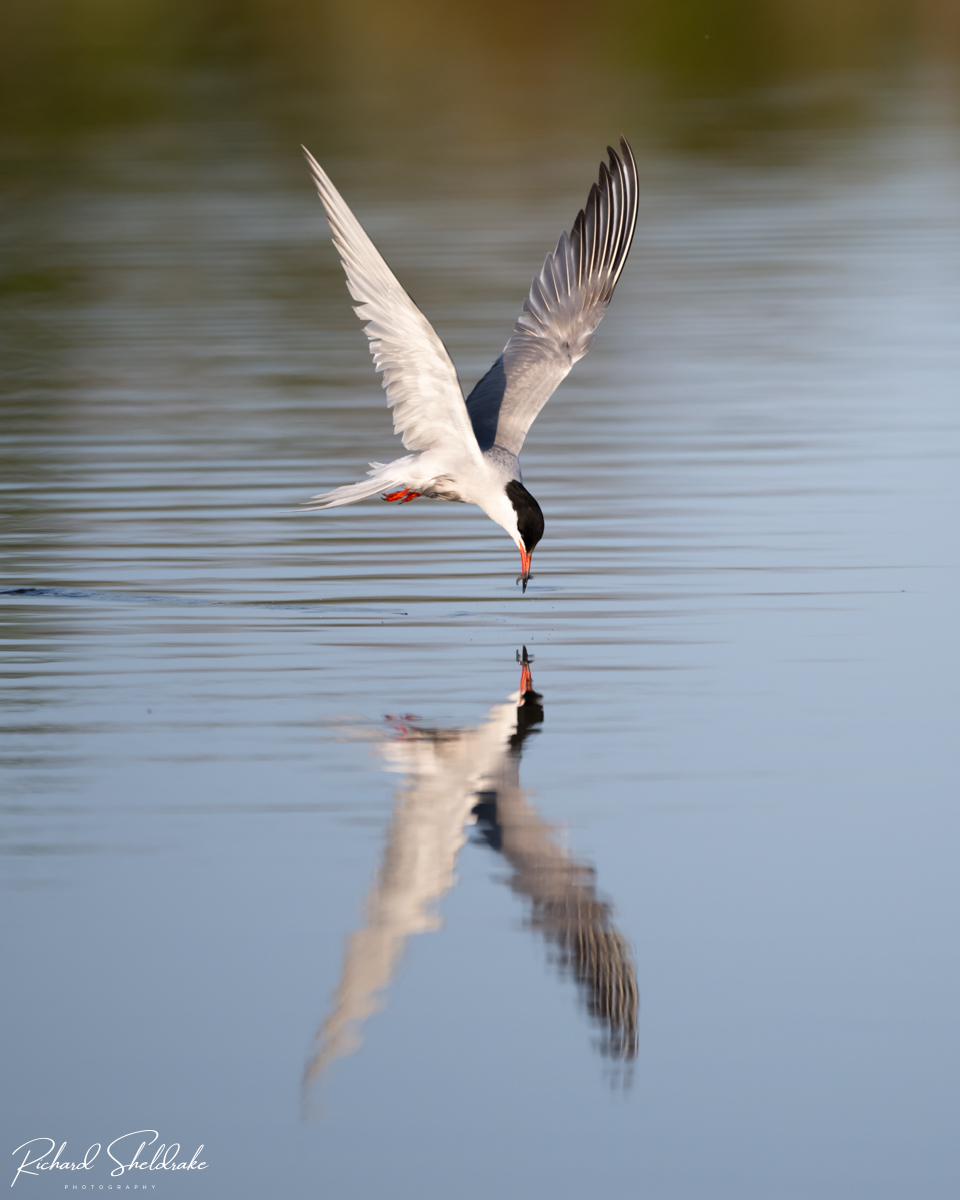 SheldrakeRich's tweet photo. Common Tern

Seeming to be admiring itself having caught a fish for it's young 

#sharemondays2024 #appicoftheweek #wexmondays #fsprintmonday #commontern #keyhaven #nikon https://t.co/Dm3D64vIzx
