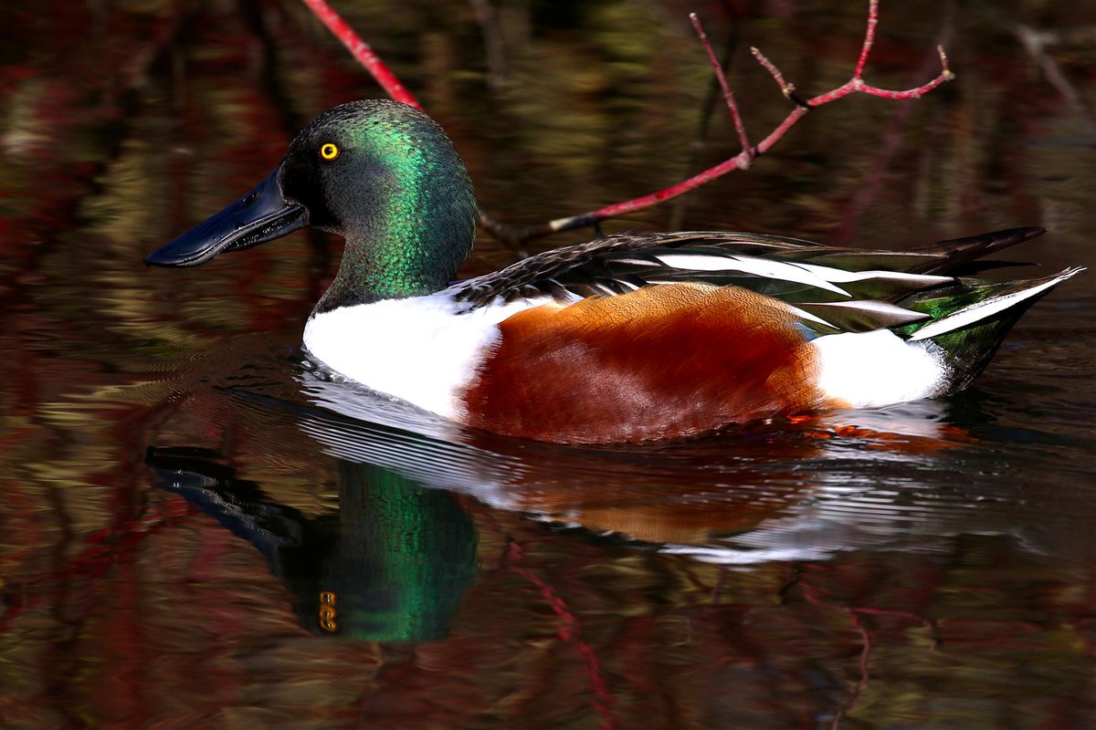 VakvakBot's tweet photo. Piyasalar: 
🦆 Amerikan Ördeği :  32.01  -  32.26
🦆 Avrupa Ördeği :  34.36  -  34.68
🦆 Altın Ördek :  2384.10  -  2409.67
🦆 Gümüş Ördek :  29.84  -  31.15
🦆 B-Ördek100 :  10,138.97

10.06.2024  09:32
🦆🤖 Vakvak™ https://t.co/rxSrMi7zF1