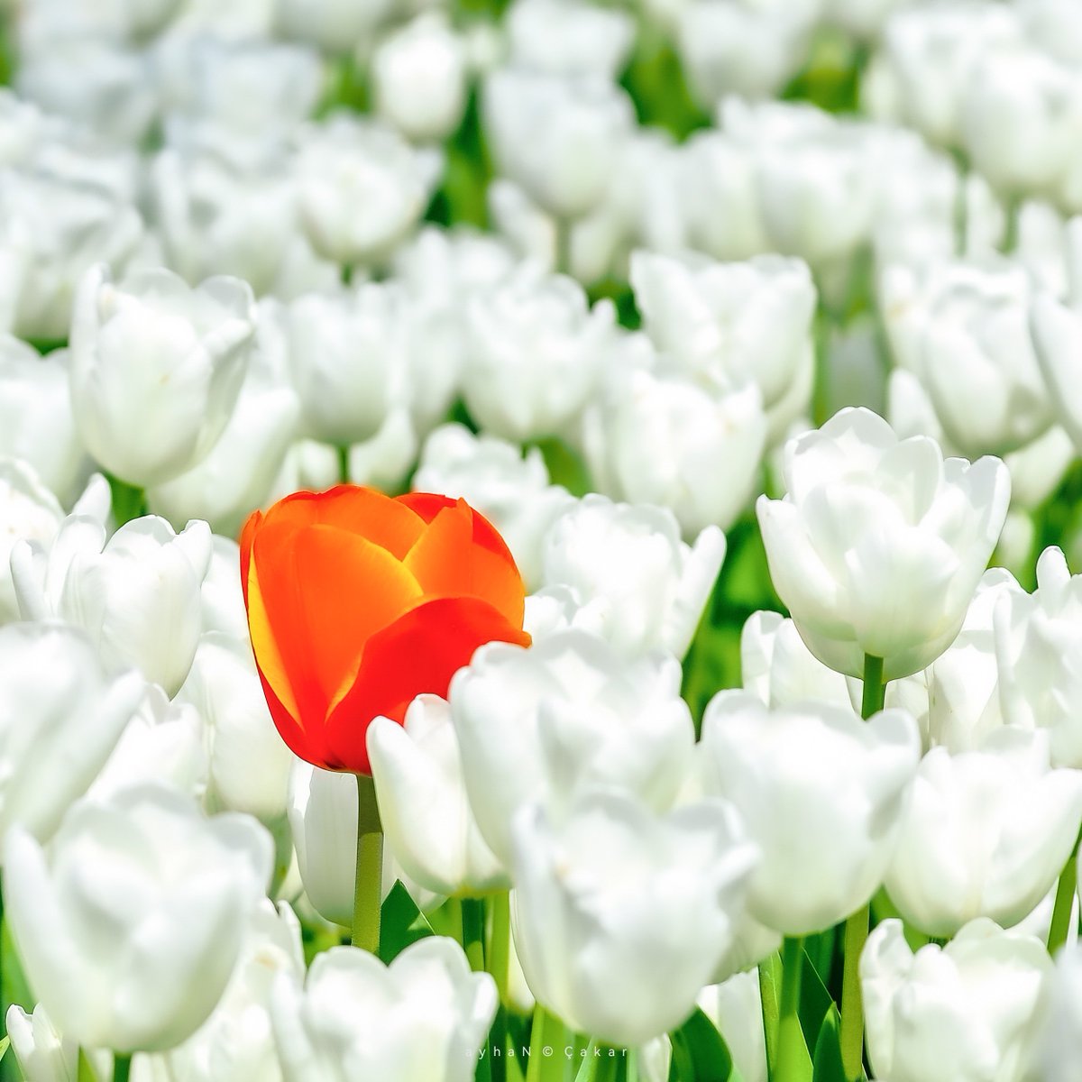 SuGraphic's tweet photo. Tulip Land 🌷
A Beauty among the Whites 2017
Emirgan Park, Sarıyer, İstanbul,TR
#EmirganKorusu #EmirganPark 💚🧡🤍
#Tulips #Laleler #Spring #İlkbahar
#EmirganPark #Nature #Flowers #Çiçek
#NatureBeauty #NatureBeauty 🌿
#WorldofColors #NaturePhotography 📷 https://t.co/ItwxH7mulR