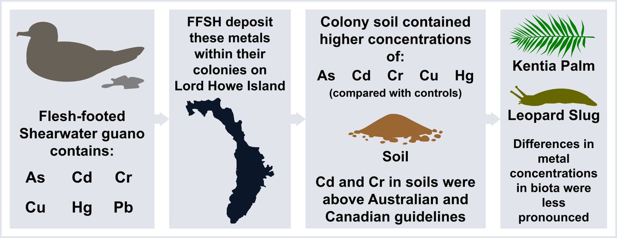 Dr Megan Grant (@oceangirl_megan) on Twitter photo New paper alert! 🚨
The third paper to come out of my #PhD has just been published with my supervisors as co-authors: @TheLabAndField, <a href="/Reichman_Lab/">Suzie Reichman</a>, and <a href="/SeabirdSentinel/">Dr Jenn Lavers ᓲᐊᐧᐦᑫᔨᐤ</a> (big thanks to them, as always!)
You can read it for free here: doi.org/10.1016/j.chem… New paper alert! 🚨
The third paper to come out of my #PhD has just been published with my supervisors as co-authors: @TheLabAndField, <a href="/Reichman_Lab/">Suzie Reichman</a>, and <a href="/SeabirdSentinel/">Dr Jenn Lavers ᓲᐊᐧᐦᑫᔨᐤ</a> (big thanks to them, as always!)
You can read it for free here: doi.org/10.1016/j.chem…