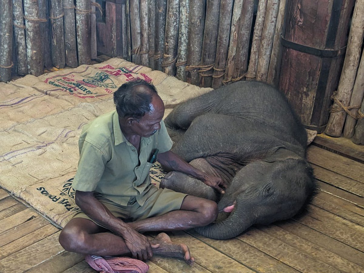 supriyasahuias's tweet photo. A feeling beyond words as we warmly embrace 3 months old baby elephant in our care who has been abandoned by his mother elephant.The mother was found sick and lying on the ground with her baby roaming around her in panic on 3rd June in Coimbatore.Tamil Nadu foresters lifted her up with a crane and treated her for almost 3 days.She regained her health and joined her herd however in a sad turn of events she has consistently refused to accept her baby elephant even though the foresters and vets tried their best to unite them relentlessly working 24*7. For several days. Experts tell us these events do happen in the wild for some unexplained reasons. When all efforts failed we had no other option but to bring the baby to the Theppakadu elephant camp to ensure the safety and survival of the baby. The good part is that he will have the company of two other baby elephants and 27 elder elephants. We are committed to provide the best care as per the scientifically developed Standard Operating Protocol for management of elephant calves. Above all our Mahouts are experienced and are known for their unconditional love and service to elephants. Here  is wishing the little warrior a great future and loving company which may heal his heart 🥲 #TNForest #elephants #wildlife video and pics credits @tnforestdept