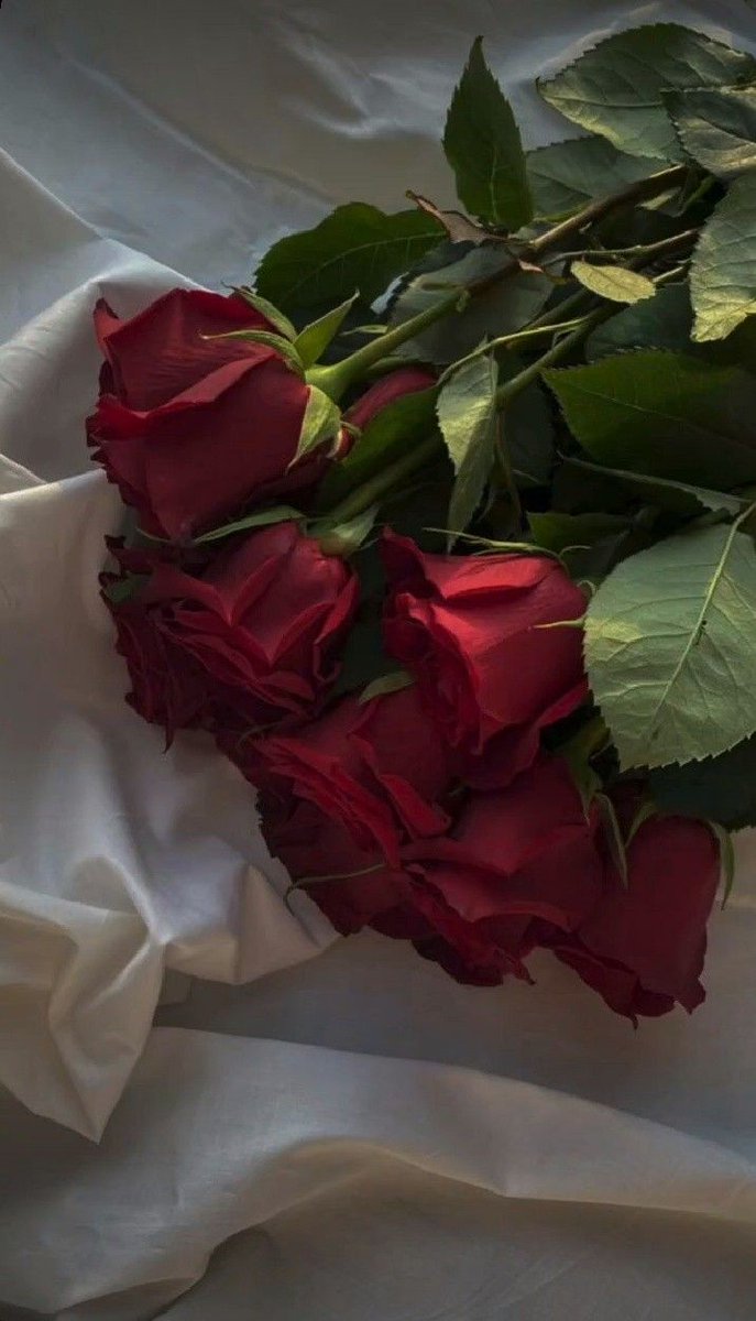wolfie_girl97's tweet photo. Roses and you | Au #BinChan

Solo necesitaba rosas rojas y algo de sangre para poder invocar a su más oscuro secreto.
Un incubo reclamando el cuerpo que se le ofreció por sus servicios. https://t.co/8drOscv3Nr