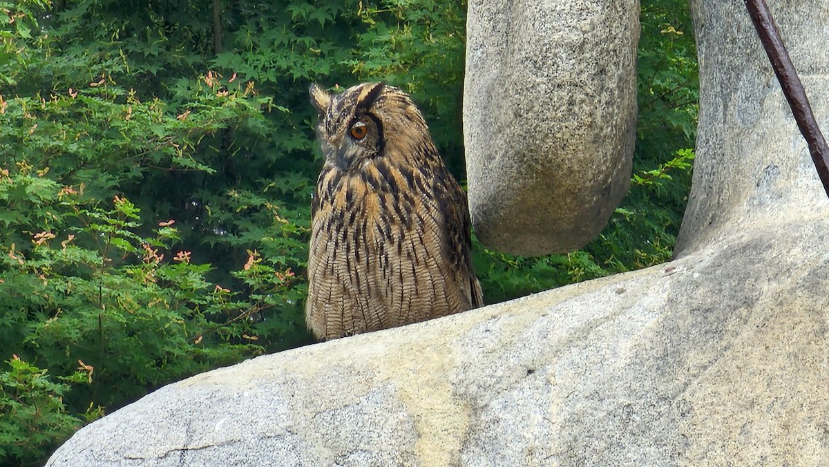 은진미륵 
어깨위에 있는 것은
올빼미가 아니라
수리부엉이 입니다