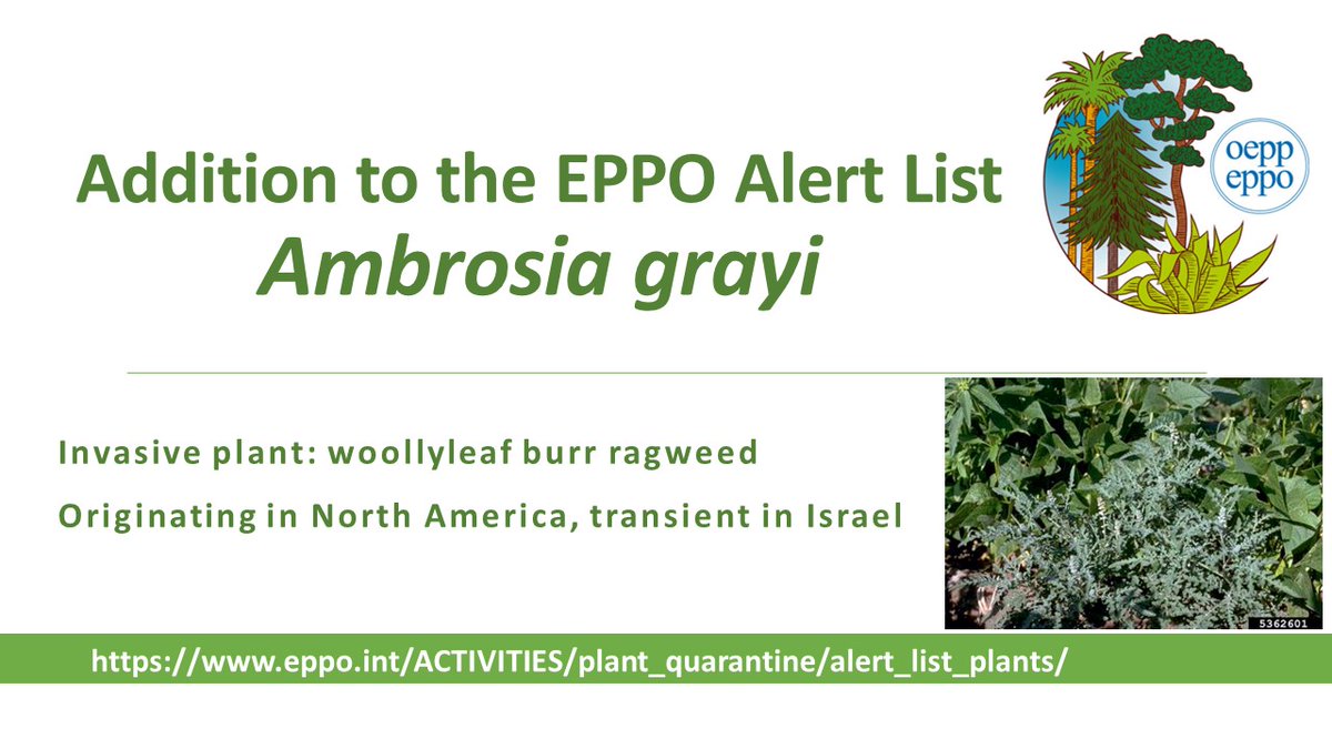 📢PEST ALERT: addition of Ambrosia grayi to the EPPO Alert List
In the EPPO region, this plant is currently confined to a small area in Israel. The EPPO Panel on Invasive Alien Plants are seeking info on additional occurrences and impacts
eppo.int/ACTIVITIES/pla…