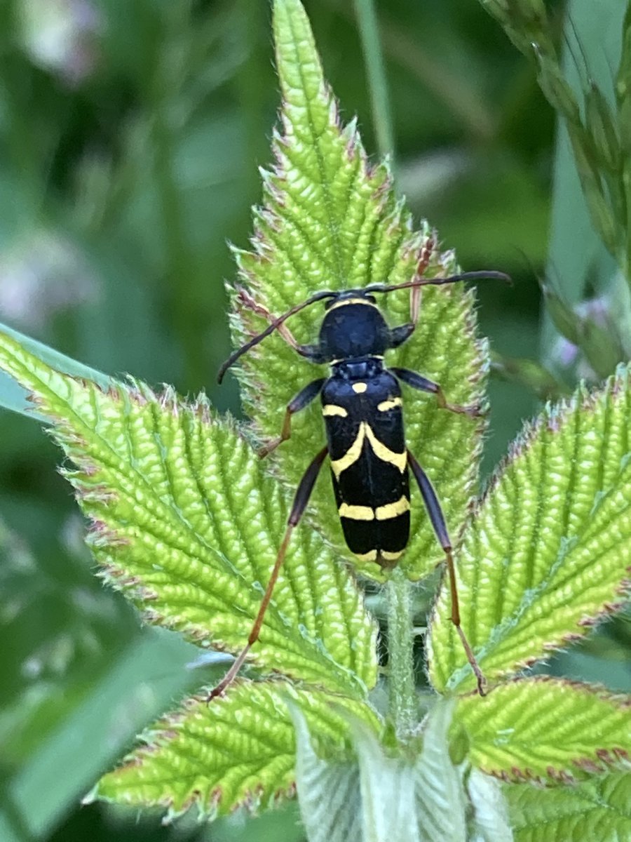 Dingle_Park's tweet photo. Wasp beetle - Clytus arietis

First time I’ve recorded this in the park https://t.co/96bYdDuGAe