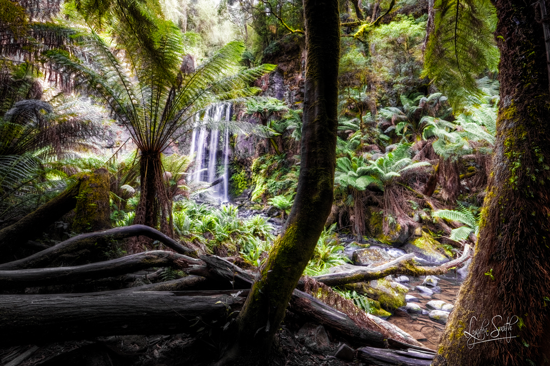 LyndenJSmith's tweet photo. Photo of the day, ' AMIDST LUSH RAINFOREST'. Full daily blog & photograph at https://t.co/CiI4A3b1G2 #potd #BeechForest #Victoria #Australia https://t.co/A5MUe0CjZC