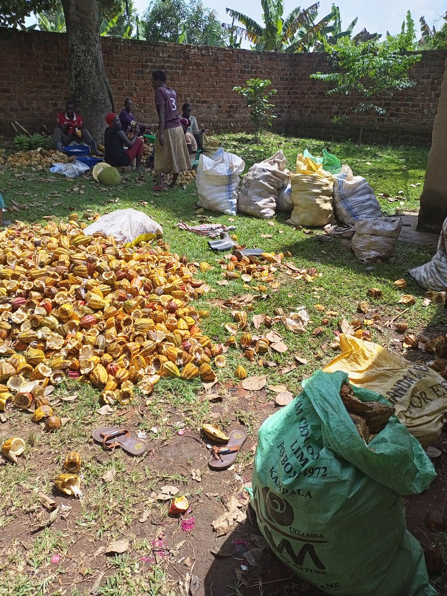 Another harvest, another tonne: 1,049kg of organic cocoa pods, and the price recently increased by 13%. A good time to be a cocoa farmer in Uganda 😊
#organic #Cocoa #Uganda