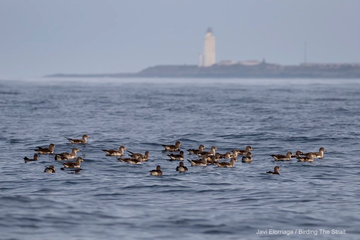 Birding The Strait tweet media