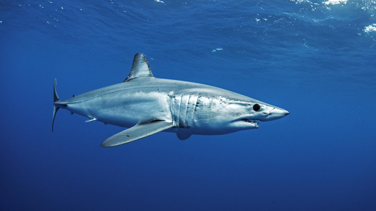 David Sims (@thesimslab) on Twitter photo New Review paper on #OceanDeoxygenation & #sharks, skates and rays - physiological mechanisms, behavioural responses & ecological impacts, led by <a href="/MarBioMatt/">Matt Waller</a> <a href="/thembauk/">MBA - Marine Biological Association</a> <a href="/OceanEarthUoS/">OceanEarthUniSoton</a> <a href="/ERC_Research/">European Research Council (ERC)</a>
Open Access here: onlinelibrary.wiley.com/doi/10.1111/jf… New Review paper on #OceanDeoxygenation & #sharks, skates and rays - physiological mechanisms, behavioural responses & ecological impacts, led by <a href="/MarBioMatt/">Matt Waller</a> <a href="/thembauk/">MBA - Marine Biological Association</a> <a href="/OceanEarthUoS/">OceanEarthUniSoton</a> <a href="/ERC_Research/">European Research Council (ERC)</a>
Open Access here: onlinelibrary.wiley.com/doi/10.1111/jf…