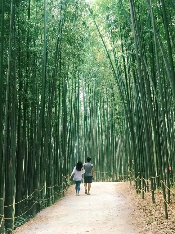 mutiarasir25491's tweet photo. Juknokwon โWisata Dengan Pemandangan Indah Dan Sejuk
Nikamti liburanmu di taman bambu yang sejuk!
https://t.co/A2LAhKZFYd
#juknokwon #bamboo #southkorea #koreaselatan #traveling #wisatamenarik #damyang #viral https://t.co/TeIueJMAcF
