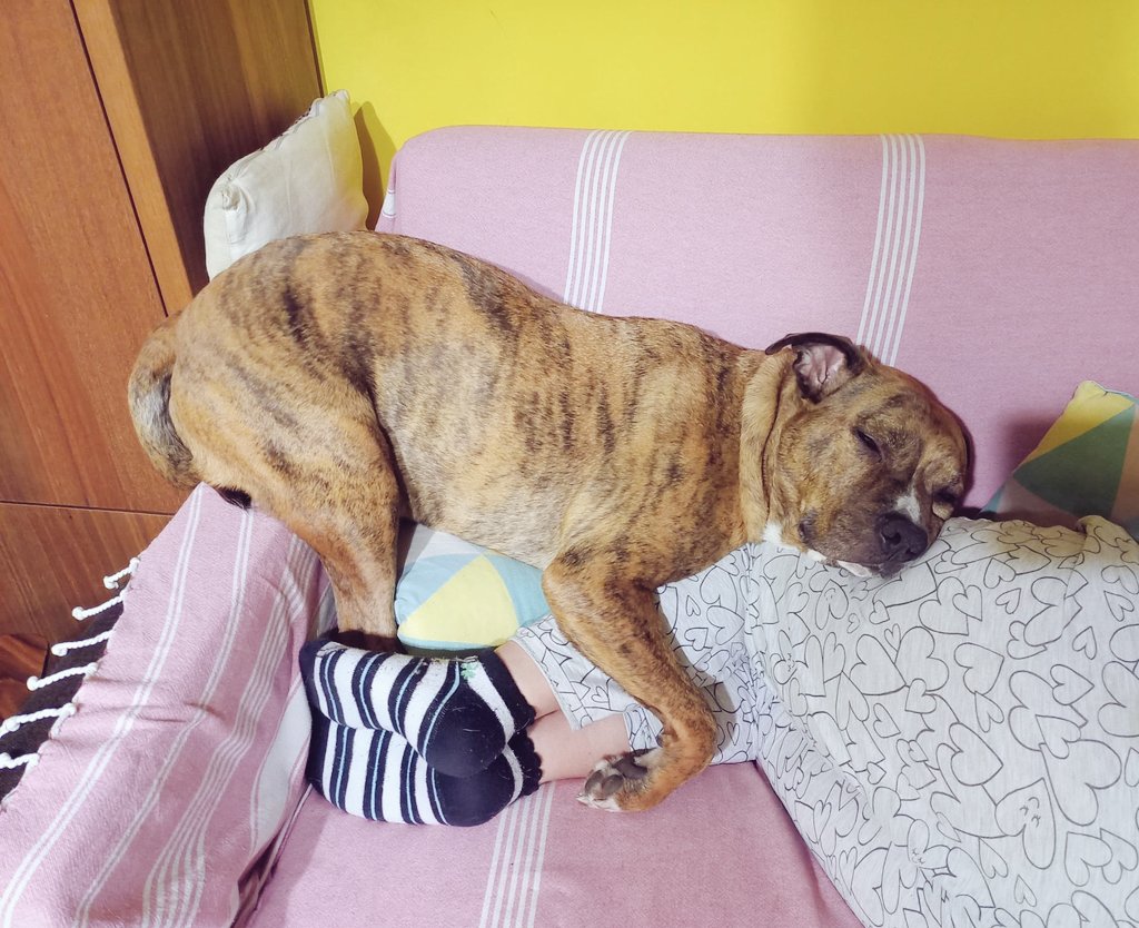 Otis, she wrote🐕🌈🦄🥑⚰️👹👾🤖🧛‍♀️ tweet media