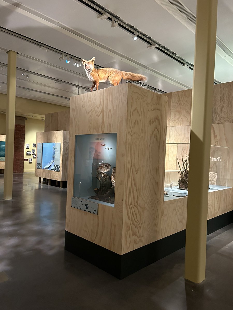 KarenBrackenri4's tweet photo. He is quite the new kid the block literally!….doesn’t do cuddles…that’s my job….but I am #WildAbout my new furry &amp; feathered friends! They aren’t so prickly when together either!  #WildMM Exhibition @McrMuseum  🐾🐾 https://t.co/UPwHAio3PQ