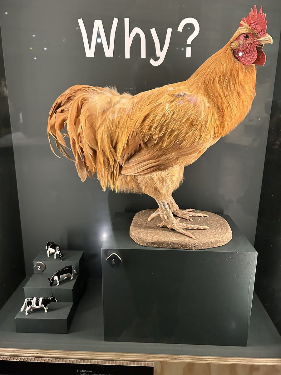 KarenBrackenri4's tweet photo. He is quite the new kid the block literally!….doesn’t do cuddles…that’s my job….but I am #WildAbout my new furry &amp; feathered friends! They aren’t so prickly when together either!  #WildMM Exhibition @McrMuseum  🐾🐾 https://t.co/UPwHAio3PQ