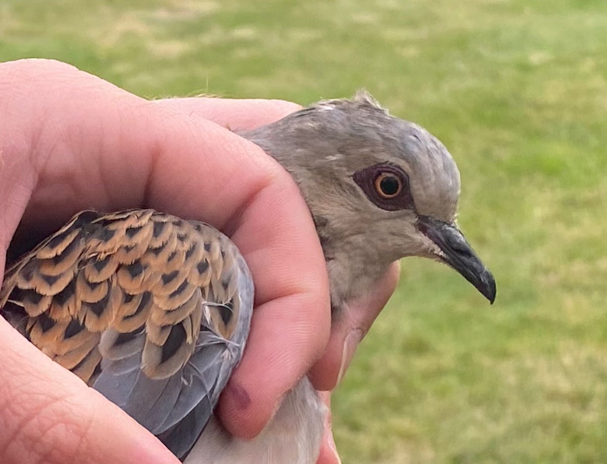 Five adult Turtle Doves colour-ringed in '22 have returned in '24. So far this year, four more TDs have been fitted with GPS tags. Survival seems good, now let's learn more about their use of local farmland to improve productivity.