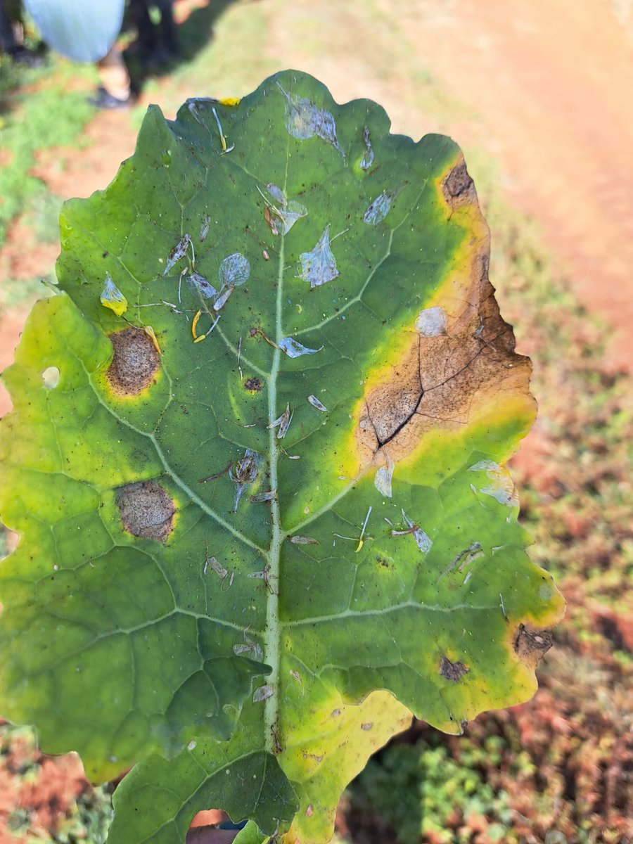 CofEKenya's tweet photo. Very wet or dry conditions can exacerbate disease pressure as soils and plants are stressed. Many of these are just symptoms of a much, much deeper soil management problem - a result of, for example, mono-cropping or deep, continuous tillage.

#Centreofexcellence #canolafarming https://t.co/SHQbY0LLgy