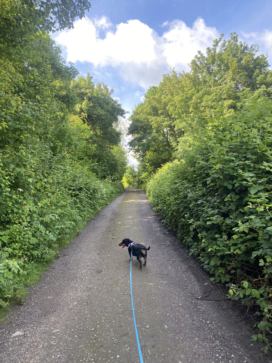 EsmeSpurling's tweet photo. It’s been a while… 3 months in fact 🚀✨🤓📸🐾
#Photographer #walkies #MondayMotivation #canon #freelancer https://t.co/DyElgmJTZp