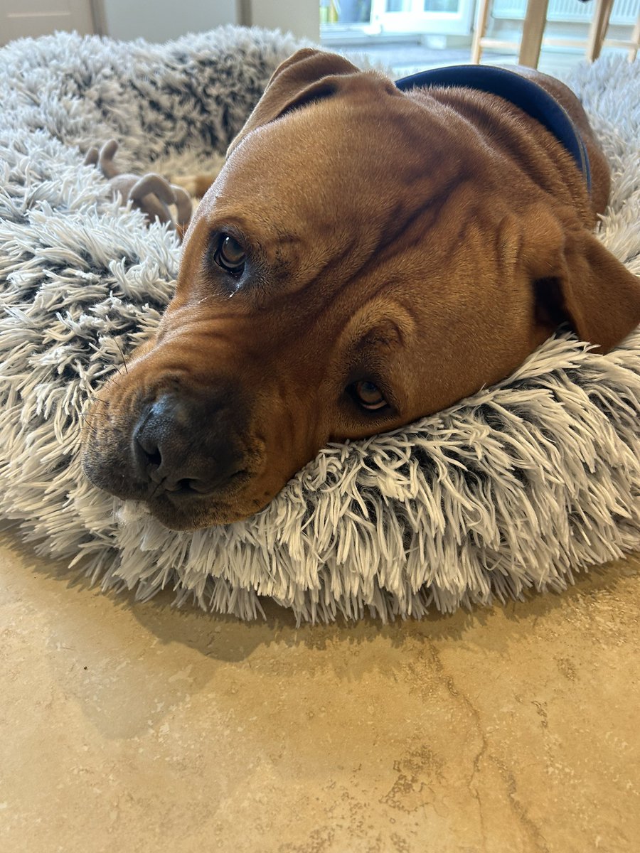 Phillipa Andrews tweet media