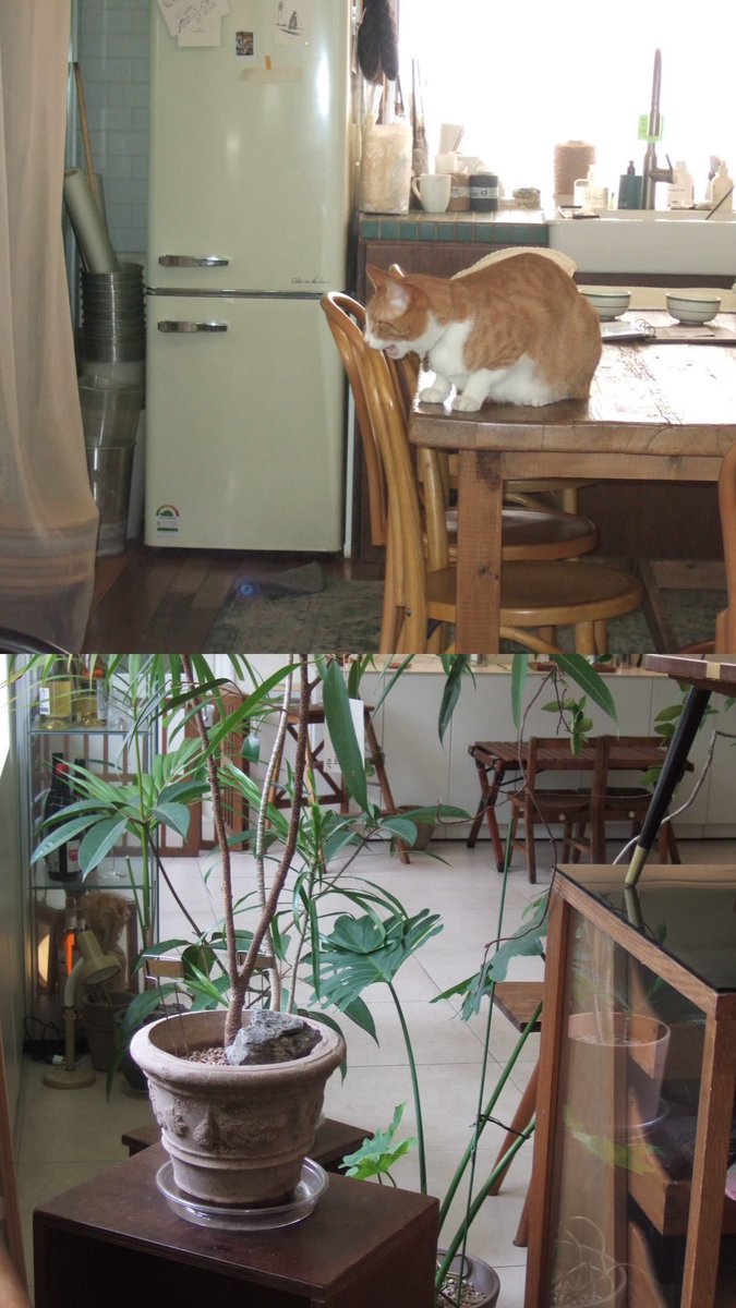 민첩한 고양이 보내세요