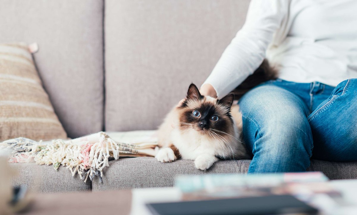 From today a new law requires all owned cats in England to be microchipped before they are 20 weeks old and the owner's up-to-date contact details registered on a microchip database.
Learn more at petlog.org.uk/compulsorycatm….
#CatMicrochipping #NewLaw