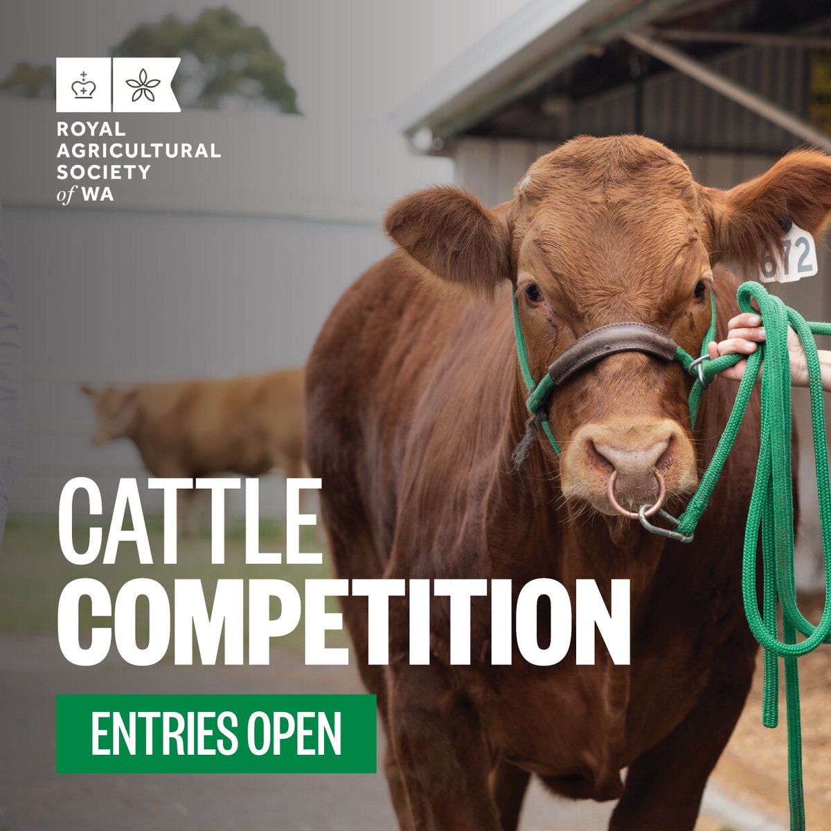 It's time to get moo-ving! 🐮🏆 

The Cattle Competition for the 2024 Perth Royal Show is now accepting entries! Is your herd ready to take on the spotlight? Enter now and let’s find out: perthroyalshow.com.au/competitions/c…